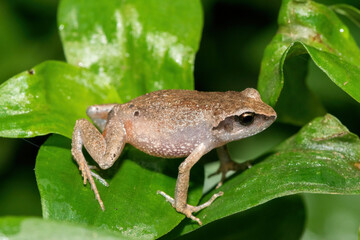 Cute bush squeaker (Arthroleptis wahlbergii)	in the wild