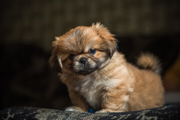 Fototapeta na wymiar Cute and funny tiny Pekingese dog. Best human friend. Pretty golden puppy dog at home