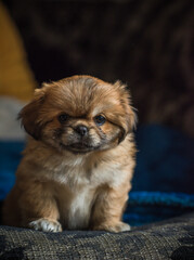  Cute and funny tiny Pekingese dog. Best human friend. Pretty golden puppy dog at home