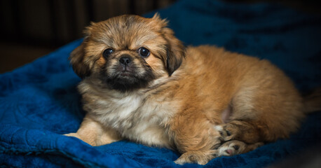  Cute and funny tiny Pekingese dog. Best human friend. Pretty golden puppy dog at home