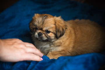  Cute and funny tiny Pekingese dog. Best human friend. Pretty golden puppy dog at home