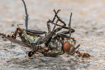 ants eating fly