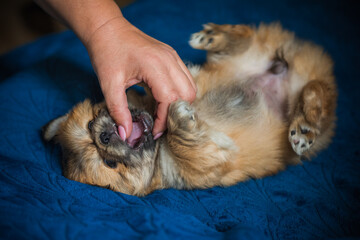  Cute and funny tiny Pekingese dog. Best human friend. Pretty golden puppy dog at home