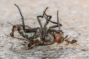ants eating fly