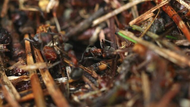 Work and life of forest ants in an anthill. The anthill is teeming with ants, shot close-up. Macro