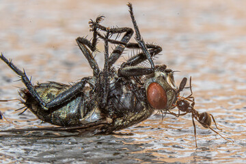 ants eating fly