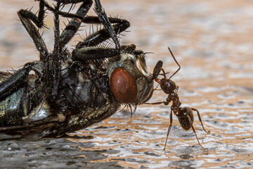 ants eating fly