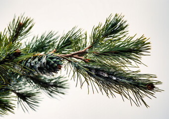 a pine tree branch is shown on a white background