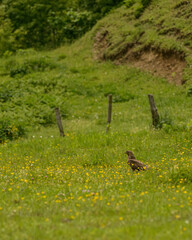 falcon bird  on the grass