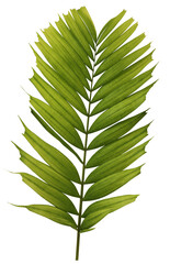 Palm leaf on transparent background (PNG File)