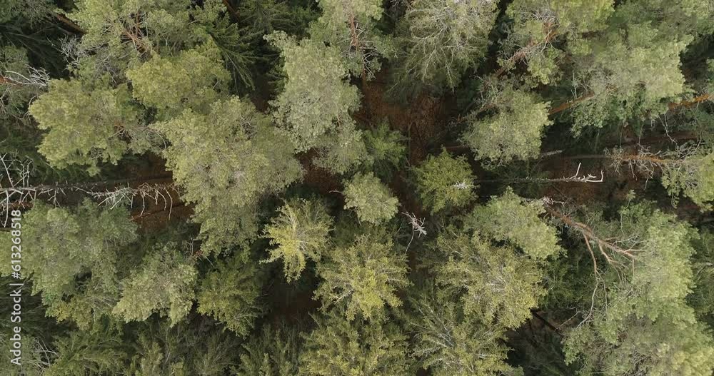 Aufkleber Aerial view of green summer forest with spruce and pine trees forest view from above, aerial top view with copy space design for web banner