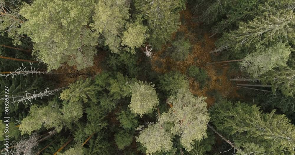 Aufkleber Aerial view of green summer forest with spruce and pine trees forest view from above, aerial top view with copy space design for web banner