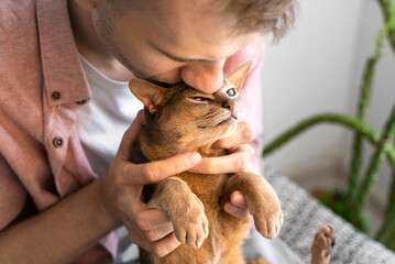 Caucasian white man kisses and gently holding in his arms blue Abyssinian cat in sofa at home in sunny. Beautiful and satisfied domestic pet. Lifestyle and pet love concept. Close up