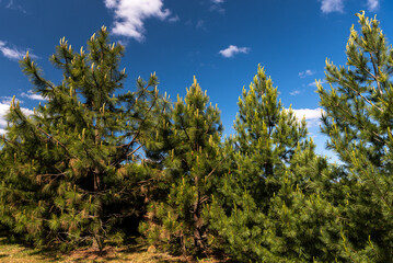 Pines with long needles, Latvia.