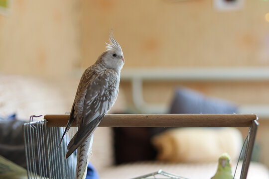 Cute cockatiel parrot.Home pet parrot.The best cockatiel.Beautiful photo of a parrot.Ornithology.Funny parrot.White-faced cockatiel.Home pet bird.The best cockatiel.Love for animals.Birdie.Corella.