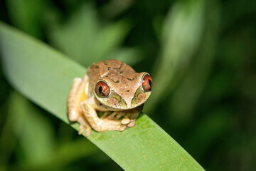 Natal forest tree frog (Leptopelis natalensis) in the wild