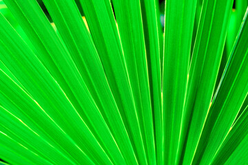 Close-up of stripped tropical palm leaf lime green color. Green palm leaf texture background. Natural tropical green leaf close-up. Tropical palm foliage, greenery background.