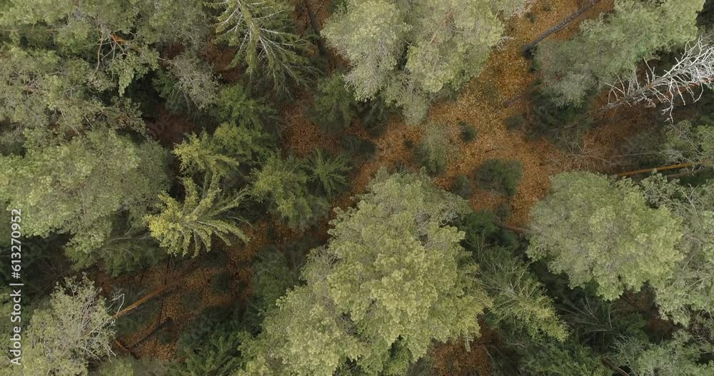 Poster Aerial view of green summer forest with spruce and pine trees forest view from above, aerial top view with copy space design for web banner