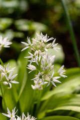 Die filigranen Blüten des Bärlauchs