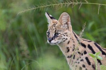 Obraz premium Serval Portrait