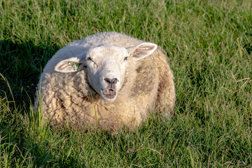 Sheep resting on a green meadow in Belgium.