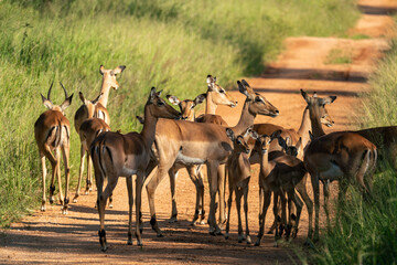 Naklejka na ściany i meble Group of impala in South Africa