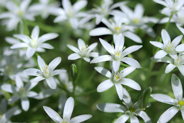 Blooming milk stars in spring garden.  Ornithogalum umbellatum grass lily in full bloom. White...