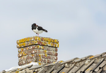Eurasian Oystercatcher, Haematopus ostralegus