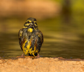 Cirl Bunting, Emberiza cirlus