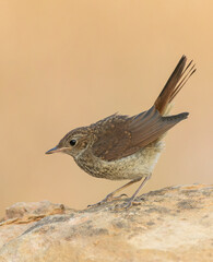 Common Nightingale, Luscinia megarhynchos megarhynchos