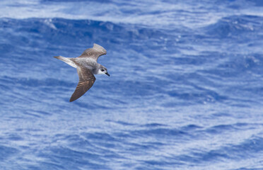 Black-winged Petrel, Pterodroma nigripennis