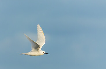 Indo-pacific White tern, Gygis (alba) candida