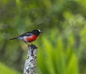 Norfolk robin, Petroica multicolor
