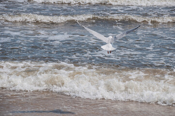 Die Möwen in Heringsdorf