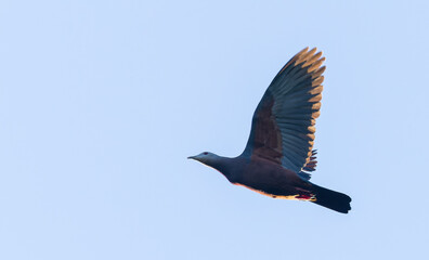 Chestnut-bellied Imperial-pigeon, Ducula brenchleyi