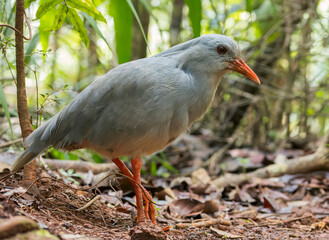 Kagu, Rhynochetos jubatus