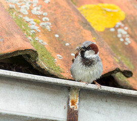 House Sparrow, Passer domesticus