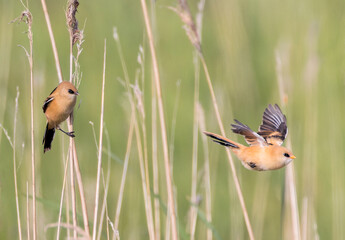 Bearded Reedling, Panurus biarmicus