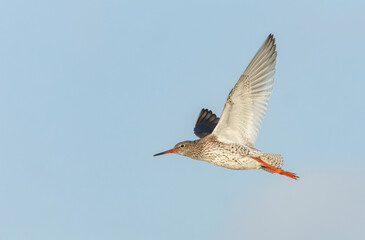 Common Redshank, Tringa totanus
