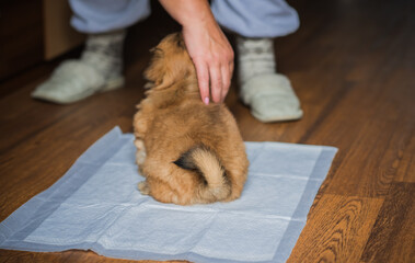 Diaper training a dog Toilet for animals, pet behavior concept