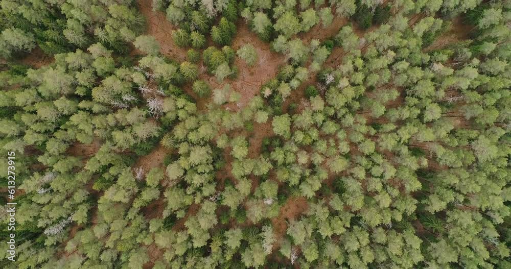 Poster Aerial view of green summer forest with spruce and pine trees forest view from above, aerial top view with copy space design for web banner