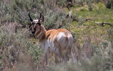 Pronghorn in the Lamar Valley Yellowstone National Park 