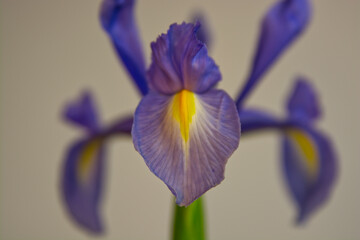 Iris flower head close up