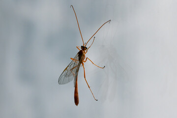 A macro shot of a Netelia wasp perched on a dirt-speckled window, highlighting the intricate details of the insect
