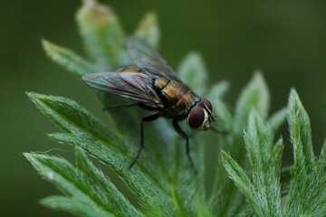 Fly in green