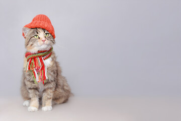 Cute Cat in a orange hat and scarf on a light background. Spring concept. Cat with green eyes. Kitten ready for cold spring. Kitten dressed in a knitted hat. Pet care.. Clothing for animal. Needlework