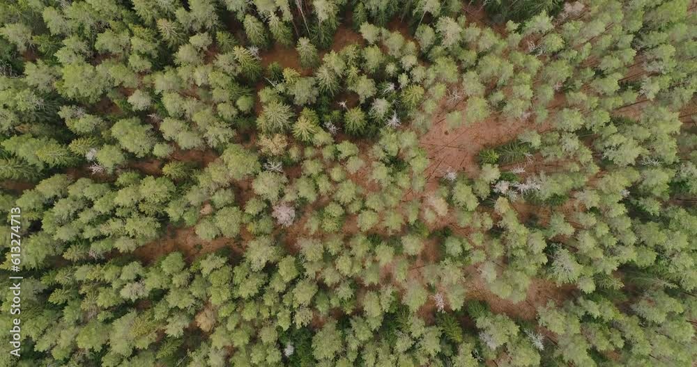 Aufkleber Aerial view of green summer forest with spruce and pine trees forest view from above, aerial top view with copy space design for web banner