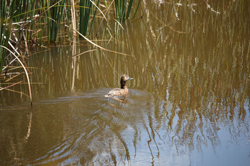 Aythya ferina hembra nadando en la albufera de Gaianes, España