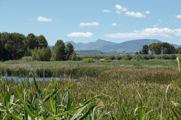 Paisaje con cañizal en la albufera de Gaianes, España