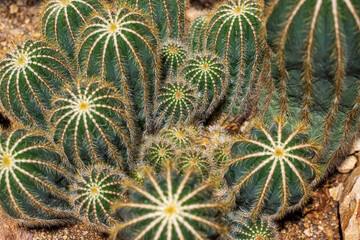 Close-up of Parodia magnifica cactus plant